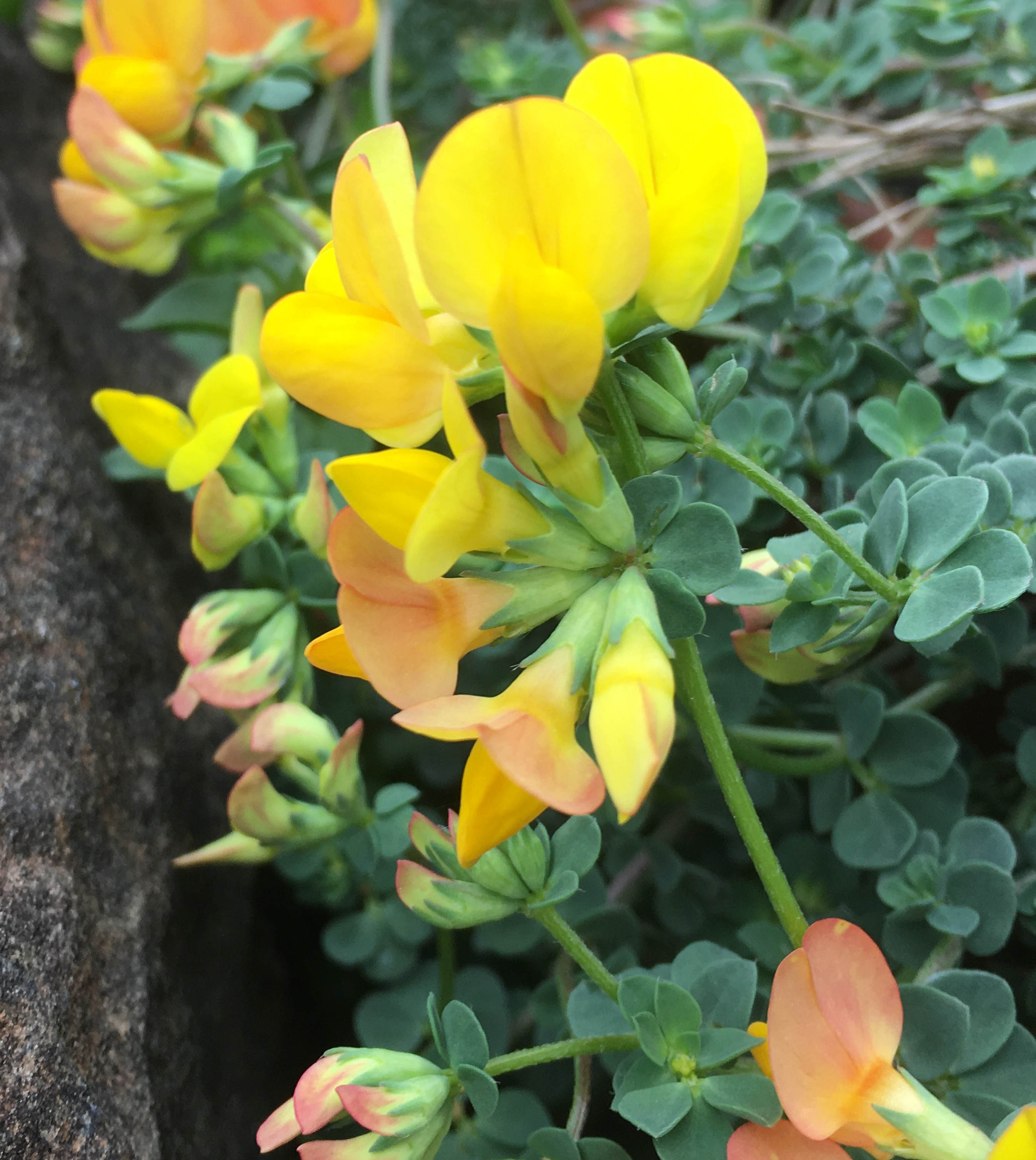 Lotus corniculatus var crassifolia photo
